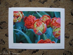 These beautiful tulips were in the conservatory at the Bellagio Hotel in Las Vegas.