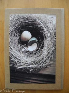 Hand-tinted Egg in a Nest